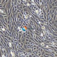 L6大鼠成肌细胞