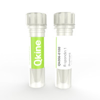 Qkine细胞因子 重组人R-spondin 1蛋白