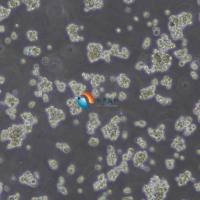 NR8383大鼠肺泡巨噬细胞