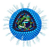 阳离子脂质体-DNA复合纳米颗粒  质粒DNA负载阳离子脂质纳米载体  DNA质粒包裹阳离子纳米脂质体