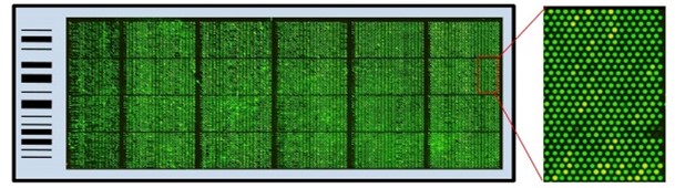 蛋白-蛋白相互作用检测