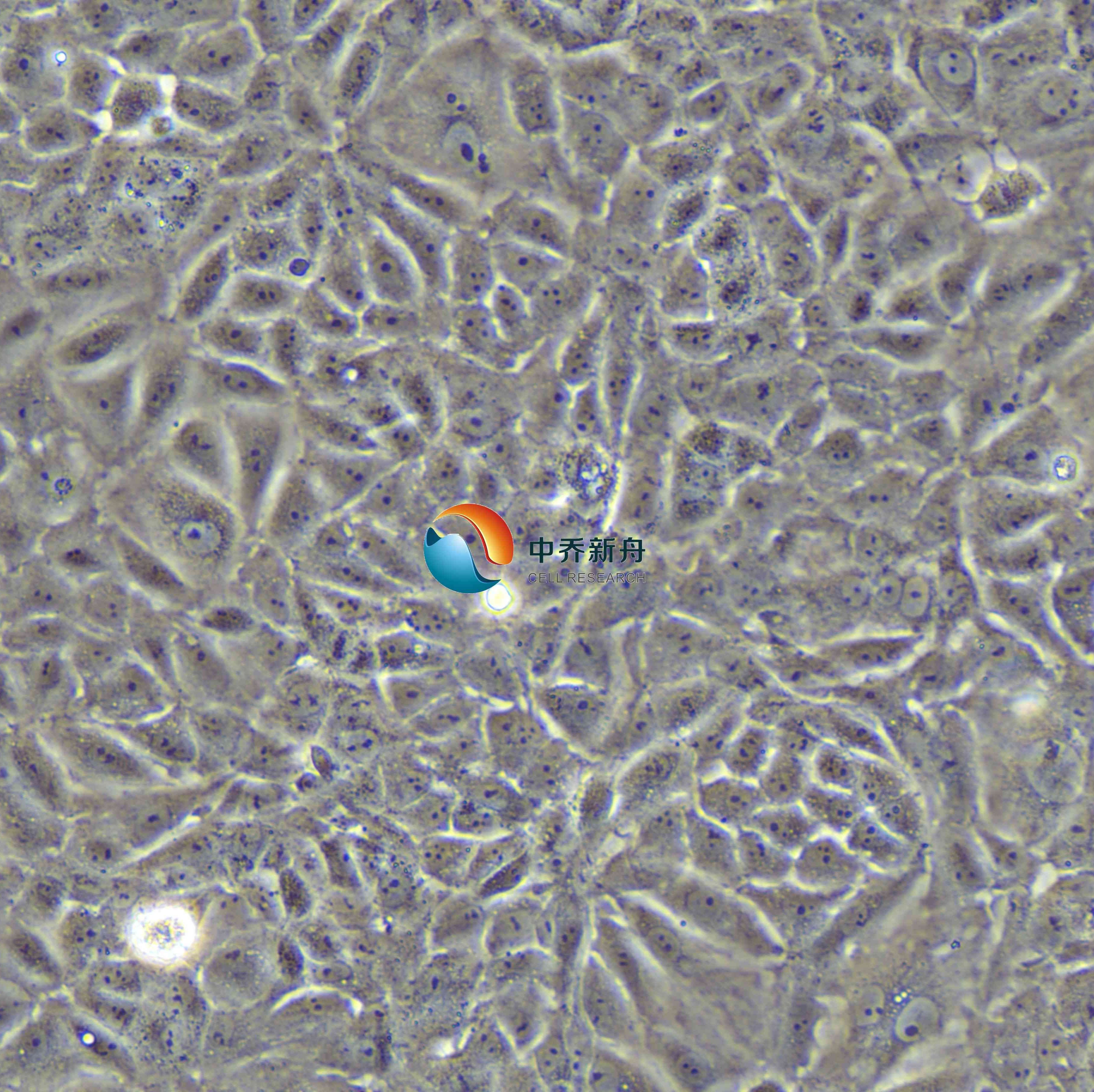 BRL 3A大鼠肝细胞