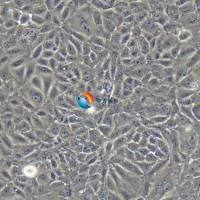 BRL 3A大鼠肝细胞