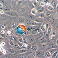 LLC-MK2恒河猴肾细胞