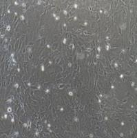 水质中总大肠菌群平板计数标准物质