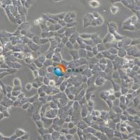 A-673人横纹肌肉瘤细胞