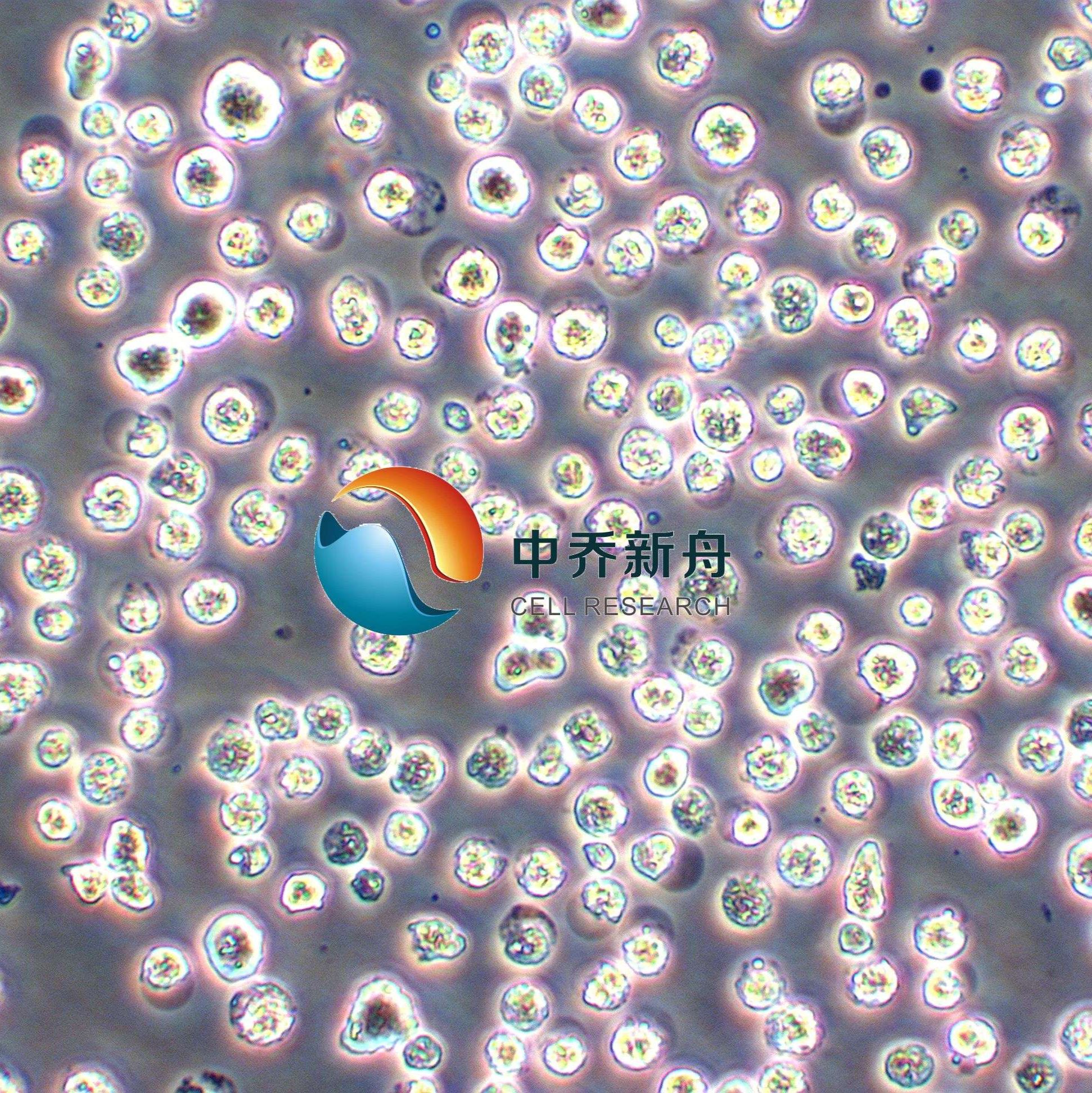 EL-4小鼠淋巴瘤细胞