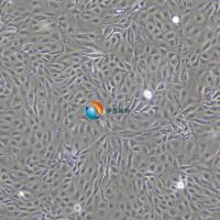 MDCK(NBL-2)狗肾细胞