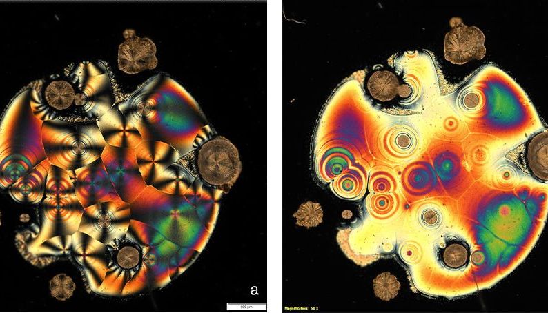偏振光显微镜及其对骨骼组织构成材料的启示