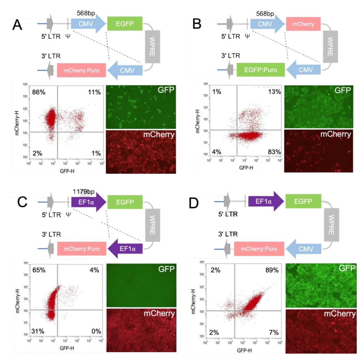 如何在慢病毒载体中正确使用两个启动子