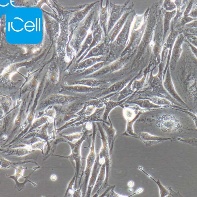bEnd.3+RFP、bEnd.3/RFP细胞、bEnd.3细胞、 小鼠脑微血管内皮细胞红色荧光标记