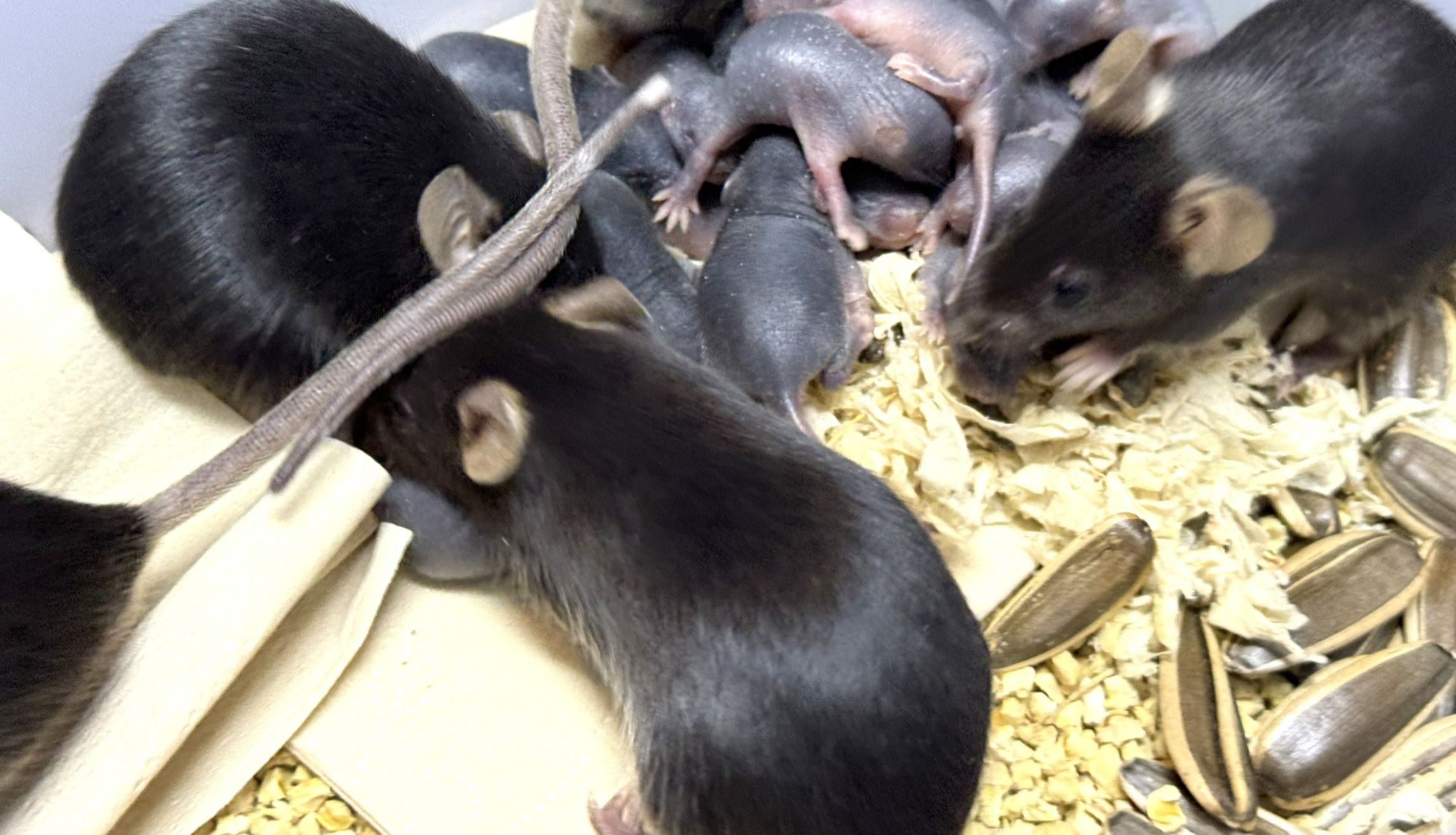 动物模型 | 雄激素性脱发模型