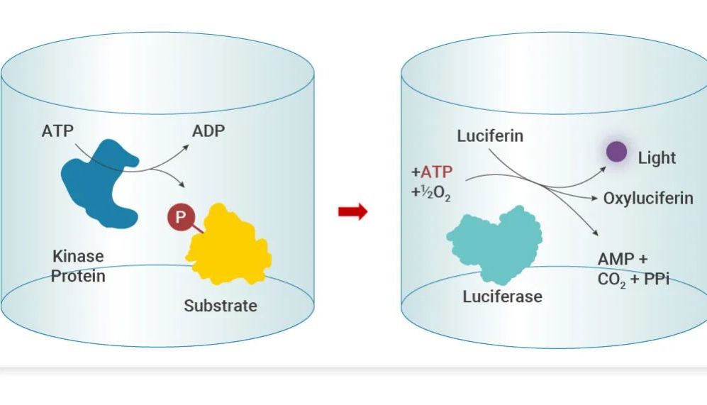 IC50 如何测？拿到数据不会处理？常见活性数值分不清？一文 Get！——MCE