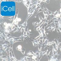 TM4 |TM4细胞|TM-4|TM-4细胞|正常小鼠睾丸Sertoli细胞/镜像绮点