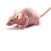 维通利华 SKH1 Hairless Mice 无毛小鼠