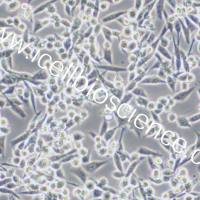 E0771、E0771细胞、E-0771细胞、E-0771、小鼠髓样乳腺癌细胞/镜像绮点（Cellverse）