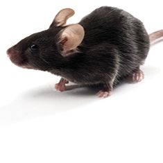 维通利华 B6-Ly5.1(B6-CD45.1)小鼠