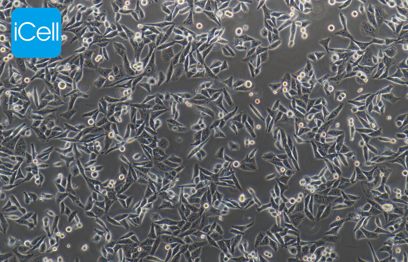 Hep-3B |Hep3B|Hep-3B细胞|Hep3B细胞