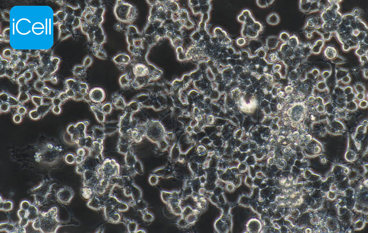 Neuro-2a、Neuro-2a细胞、Neuro2a细胞、