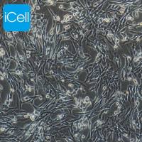 HT22、HT-22、HT-22细胞、HT22细胞、小鼠海马神经元细胞/种属鉴定/镜像绮点（Cellverse）