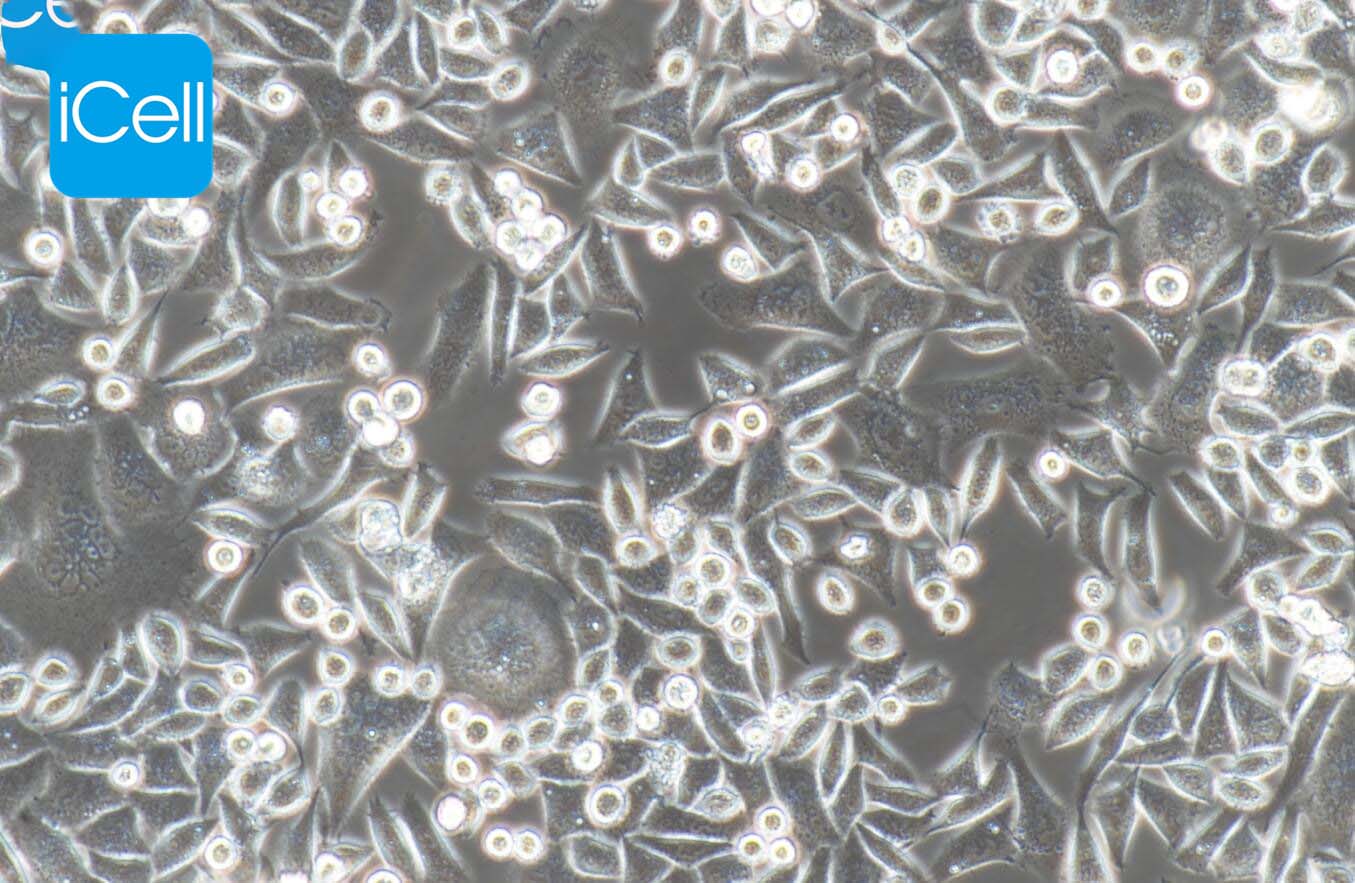 Bel-7402、Bel-7402细胞、Bel7402细胞、