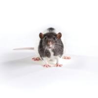 维通利华 ZDSD大鼠 SPF级 糖尿病