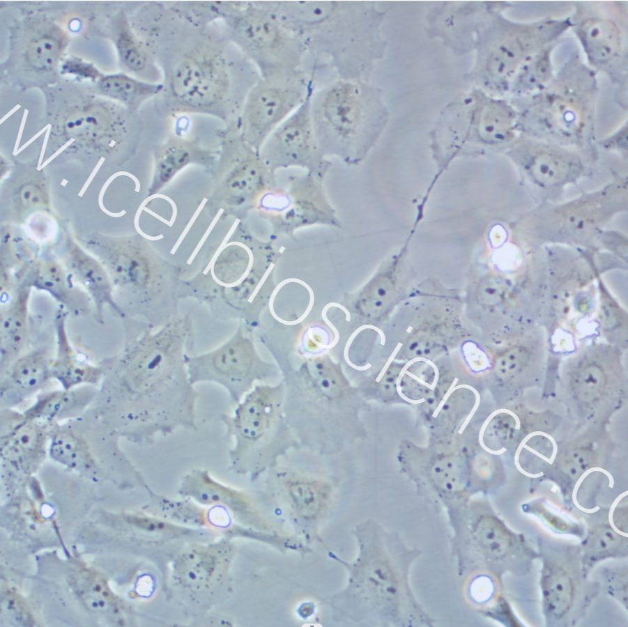 HCC38、HCC38细胞、HCC-38细胞、HCC-38、乳腺导管癌细胞/STR鉴定