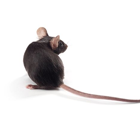 维通利华 ApoE KO小鼠