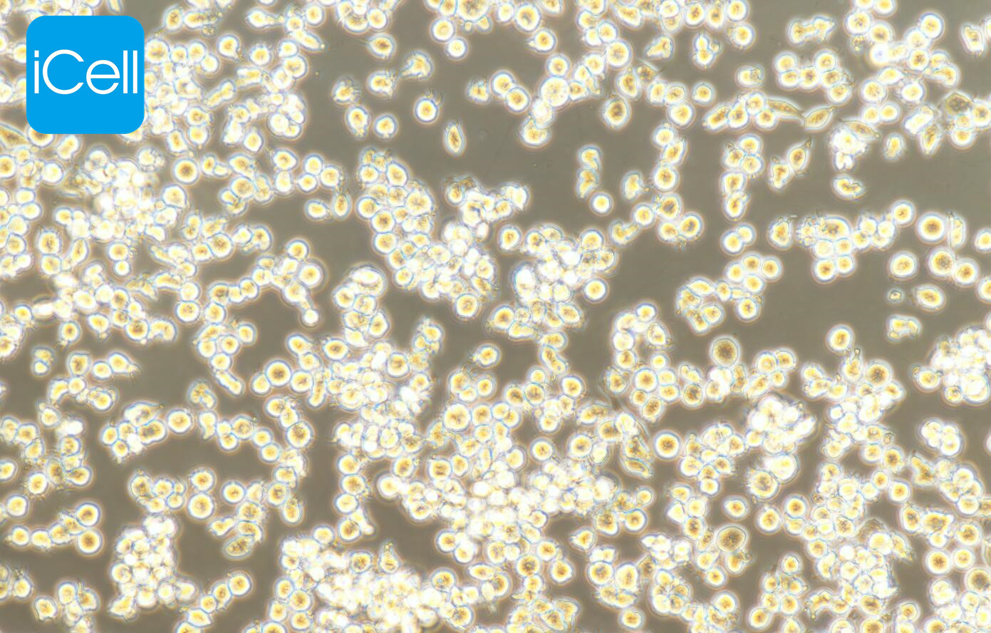P815细胞、P-815细胞、P-815、P815、小鼠肥大