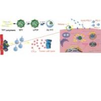 负载氯尼达明(LND)的三苯基膦(TPP)-聚(L-乳酸)(PLLA)聚合物纳米粒被透明质酸(HA)和多柔比星(DOX)的复合物修饰