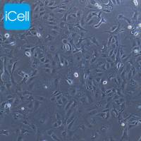 MA104 | MA104细胞 | MA-104细胞 | MA-104恒河猴肾细胞 | 种属