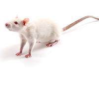 维通利华 SHHF大鼠 SPF级