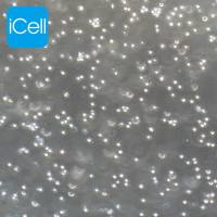 HEL |HEL细胞|HEL细胞|人红白细胞白血病细胞/STR鉴定/镜像绮点(Cellverse)