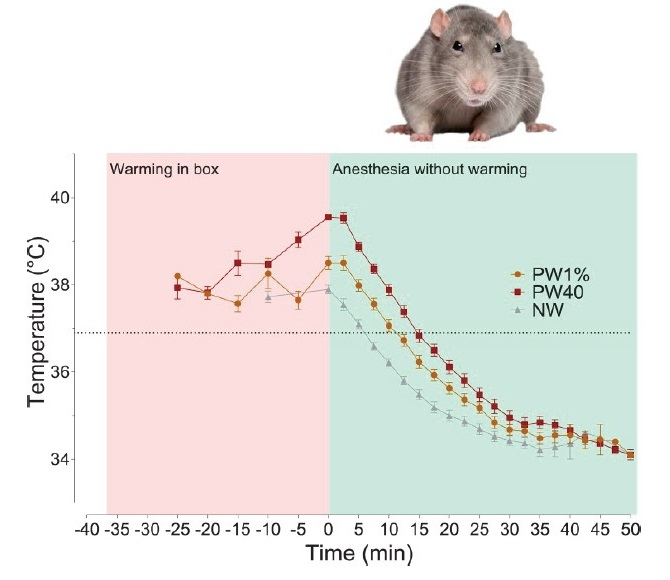 大小鼠组织温度测量探头,动物组织温度测量仪