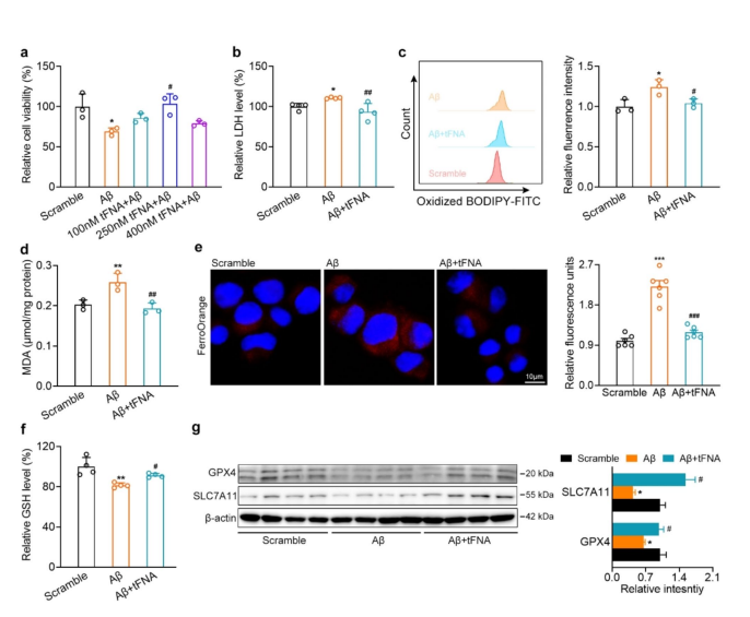 文献合集I2024年第四季度Clinx勤翔ChemiScope系列荧光及化学发光成像系统应用摘要