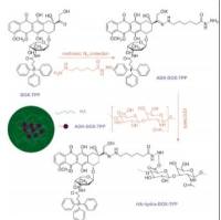 巯基修饰的透明质酸（HA）-多柔比星（DOX）-光敏剂四甲基卟啉（TPP）通过己二酸二酰肼（ADH）作为交联剂形成纳米粒