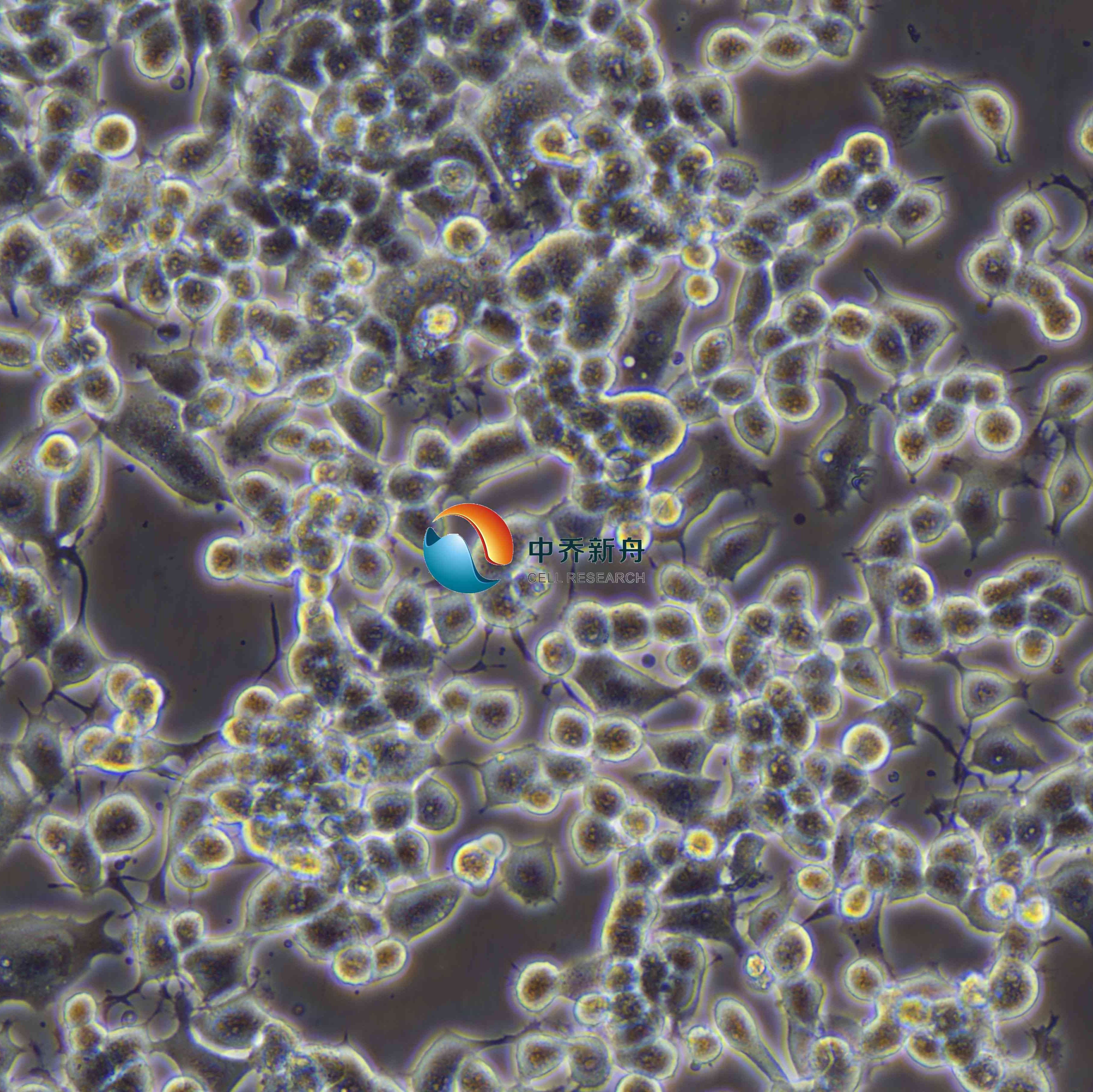 Neuro-2a [N2a; Neuro-2a]小鼠脑神经瘤细胞