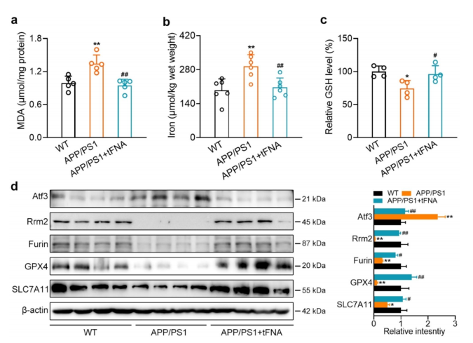 文献合集I2024年第四季度Clinx勤翔ChemiScope系列荧光及化学发光成像系统应用摘要