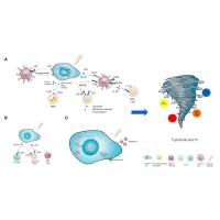 维百奥生物代理辰辉创聚生物®Nebulabio提供提供全面细胞因子