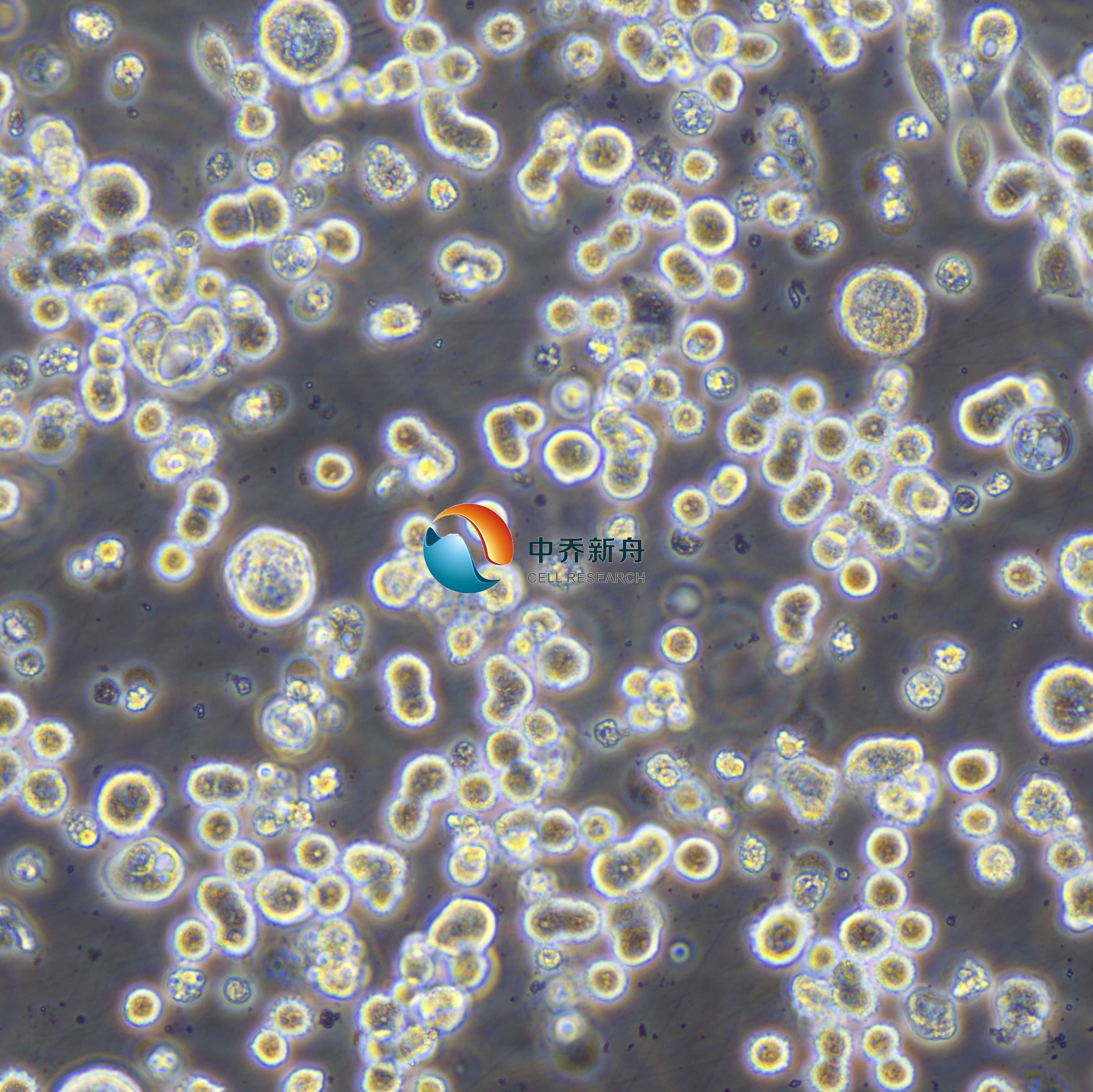 KATO III人胃癌细胞