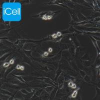 MC3T3-E1细胞 |  MC3T3E1细胞 |  MC3T3-E1 | MC3T3E1