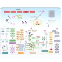 维百奥生物代理辰辉创聚生物®Nebulabio 提供P53信号通路相关蛋白