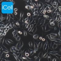 Hep-3B |Hep3B|Hep-3B细胞|Hep3B细胞|Hep3B|人肝癌细胞/STR鉴定