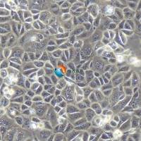 AGS人胃腺癌细胞