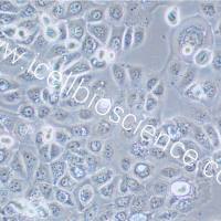 SCC-25 |SCC-25细胞|SCC25|SCC25细胞|SCC25人口腔鳞癌细胞/STR鉴定/镜像绮点(Cellverse)