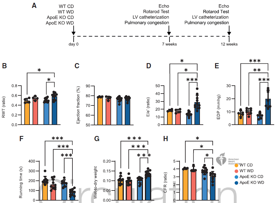 Circulation | 血脂异常诱导的舒张功能障碍模型中代谢应激依赖性心脏巨噬细胞的激活