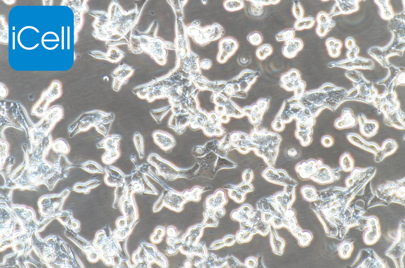 VCaP、VCaP细胞、VCaP细胞、人前列腺癌细胞/STR