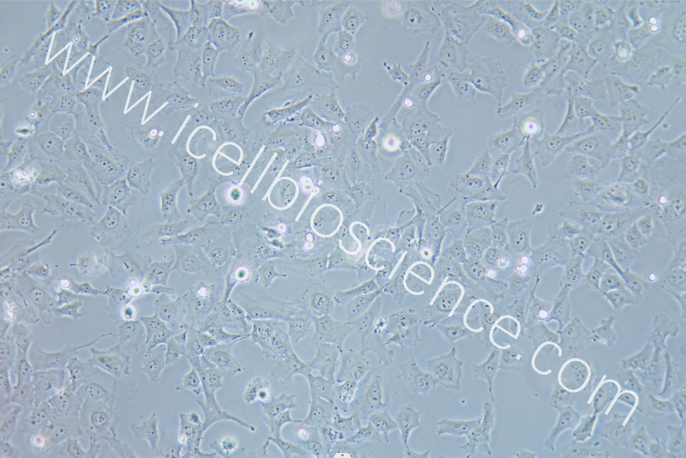 HCC38、HCC38细胞、HCC-38细胞、HCC-38、