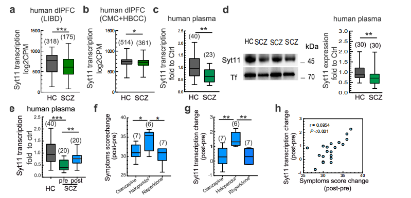 文献合集I2024年第四季度Clinx勤翔ChemiScope系列荧光及化学发光成像系统应用摘要