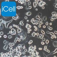 Neuro-2a+luc  |  Neuro-2a/luc细胞  |  Neuro-2a+luc